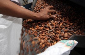 Pengolahan Kakao Eropa Naik ke Level Tertinggi 6 Tahun