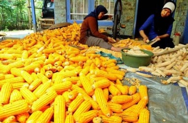 Bulog Pasarkan Stok Jagung Impor ke Pengusaha Makanan Ternak