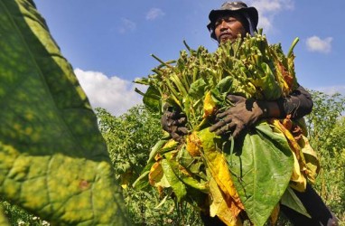 Pemprov Jateng Berharap Pusat Lebih Bijak Impor Tembakau