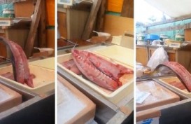 Potongan Ikan Tuna Ini Masih Hidup Meskipun Sudah Dipotong