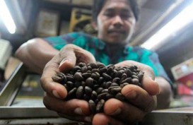 Sejumlah Masalah Ini Masih Jadi Ganjalan Daya Saing Kopi Sumut