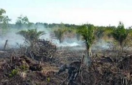 Restorasi Gambut di Riau Kurangi Lahan Sawit