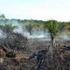 Restorasi Gambut di Riau Kurangi Lahan Sawit