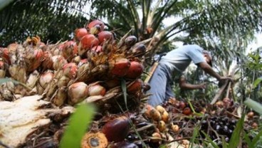 Riau Dukung Langkah Lawan Kampanye Negatif Sawit