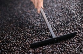 BIJI KOPI ROBUSTA : PTPN IX Incar Produksi 2.000 Ton