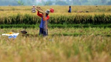 Produksi Padi Sumut, Dua Kabupaten Tembus Target Tanam