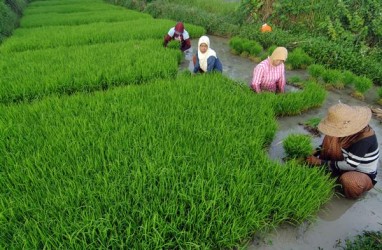 Kredit Bermasalah, BI Jawa Tengah Minta Industri perhatikan Sektor Pertanian