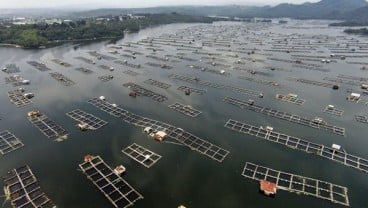 Potensi Industri Bubuk Tulang Ikan di Indonesia Capai Rp45 Triliun