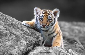 Populasi Harimau Sumatera Terus Terancam