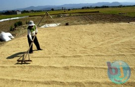 Harga Gabah dan Beras Bergerak di Atas HPP