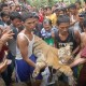 Pusat Rehabilitasi Harimau Sumatra Pertama Dibangun di Dharmasraya