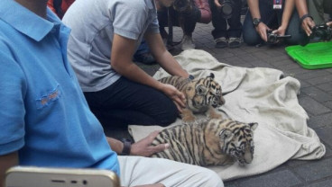 2 Bayi Harimau Benggala Lahir di Kebun Binatang Bandung