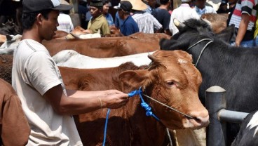 NTT Siap Pasok Sapi Untuk Idul Adha