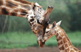 Menpar Arief Yahya "Hibahkan" Nama Anaknya Untuk Bayi Jerapah Taman Safari Pasuruan