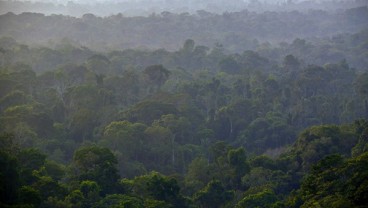 DPR Dorong Peningkatan Anggaran Kehutanan