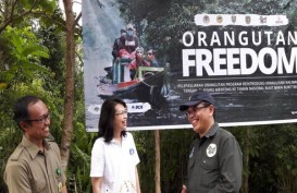 12 Orangutan di Kalimantan Tengah Dilepasliarkan