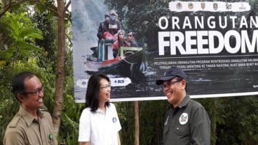 12 Orangutan di Kalimantan Tengah Dilepasliarkan