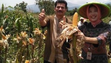 Lewat Jagung, Kementan Klaim Hemat Devisa Rp12 Triliun