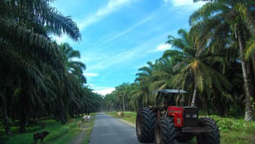Sintang Susun Data Kebun & Petawi Sawit Swadaya