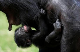 Bayi Primata Bonobo Pemalu Lahir di Belgia