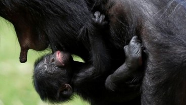 Bayi Primata Bonobo Pemalu Lahir di Belgia