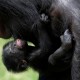 Bayi Primata Bonobo Pemalu Lahir di Belgia