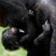 Bayi Primata Bonobo Pemalu Lahir di Belgia