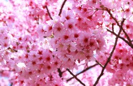 Yuk, Lihat Peristiwa Langka Bunga Sakura Mekar di Cibodas