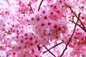 Yuk, Lihat Peristiwa Langka Bunga Sakura Mekar di…