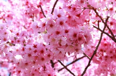Yuk, Lihat Peristiwa Langka Bunga Sakura Mekar di Cibodas
