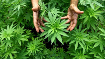 Penyanyi Ello Ditangkap Polisi : Tertangkap Tangan Bawa Ganja
