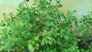 Ramuan Ajaib untuk Mengobati Keracunan Makanan