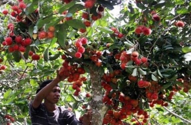 Menteri Amran Kampanye Buah Lokal di Car Free Day