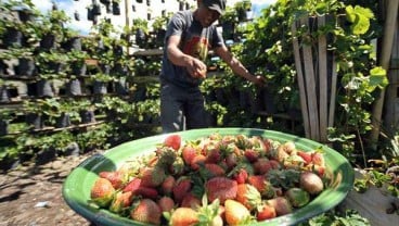 Kementan Akan Kembangan Kawasan Buah di 19 Provinsi