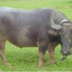 Agustus, 5.000 Ton Daging Kerbau dari India Kembali Masuk Gudang Bulog