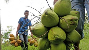 Industri Pengolahan Kelapa Kesulitan Bahan Baku