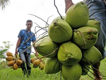 Industri Pengolahan Kelapa Kesulitan Bahan Baku