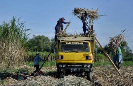 PRODUKSI TEBU : RNI Kaji Bantuan Pupuk untuk Petani