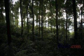 HUTAN LINDUNG : Perhutani Siap Rehabilitasi Dua Area