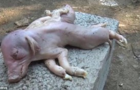 Babi Berkaki Delapan Gegerkan Warga di China