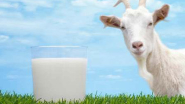 Ini Dia Manfaat Mengonsumsi Susu Kambing