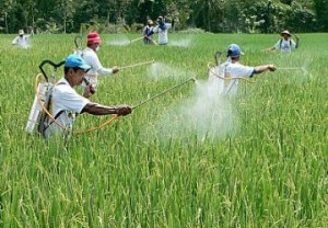 Serangan Hama Tahun Ini Mengkhawatirkan