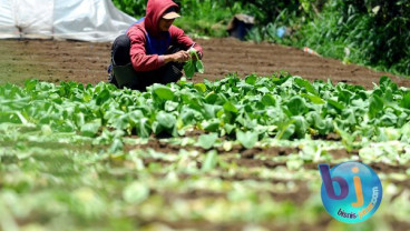 Musim Kemarau Menguntungkan Komoditas Hortikultura