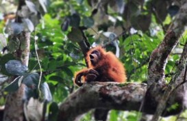 Hari Orangutan Sedunia: Karhutla Ancaman bagi Orangutan