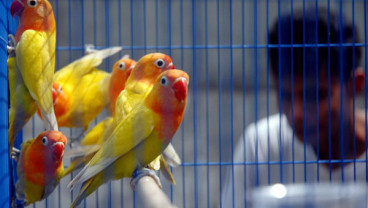 Habitat Burung Blekok di Bandung Timur Terancam Punah?