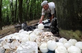 Luas Peremajaan Kebun Karet Naik