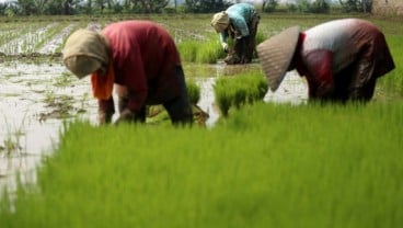 2 Varietas Baru Padi Inpari Ramah Lingkungan Diluncurkan