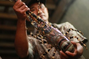 Polres Trenggalek Menggagalkan Upaya Penyelundupan Benih Lobster