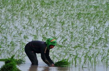 BENIH UNGGUL : Green Super Rice Mulai Meluncur
