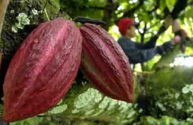 FAKTOR CUACA : Produksi Kakao di Afrika Barat Terhambat